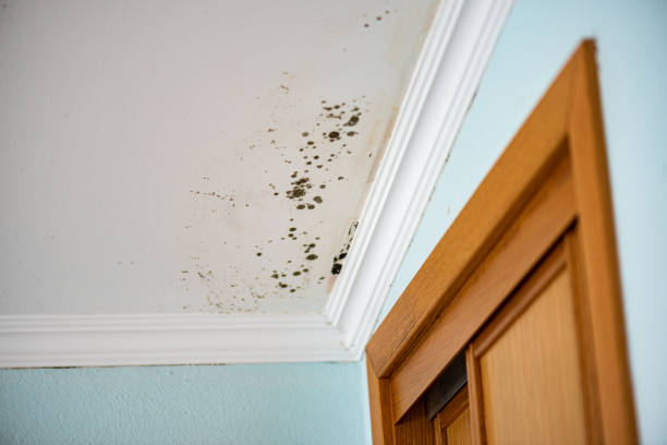 Mold Remediation for Vacation Homes in Robert Lee, TX